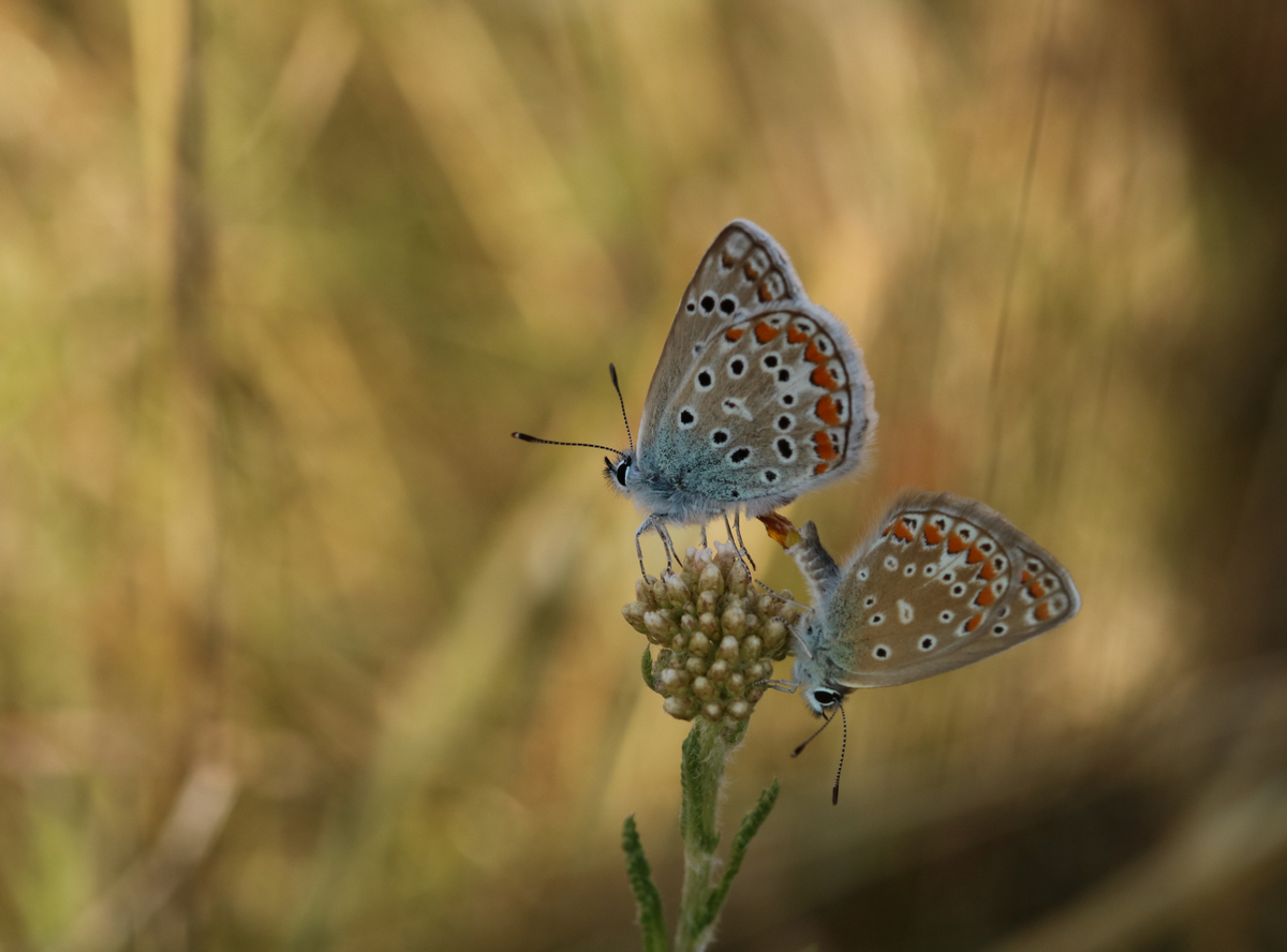 Eine Sommerliebe