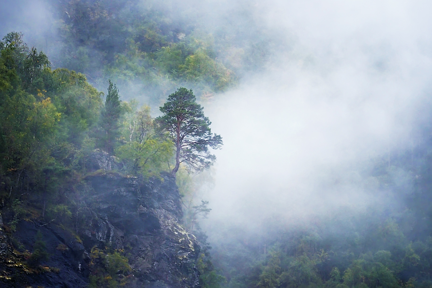 Bäumchen im Nebel.