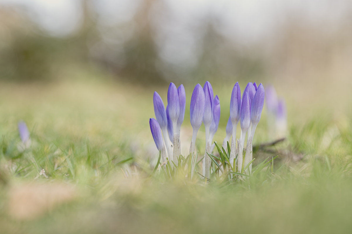 Frühling läßt sein blaues Band ....