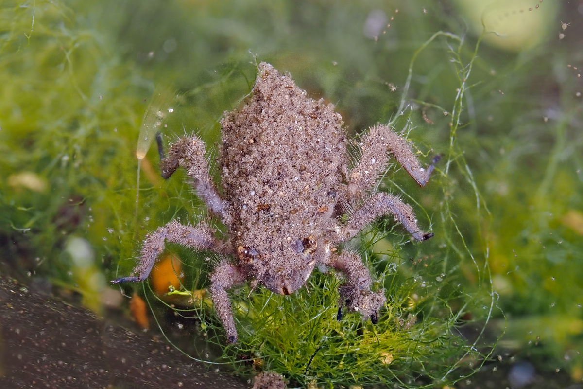 Die Larve einer Plattbauch Libelle