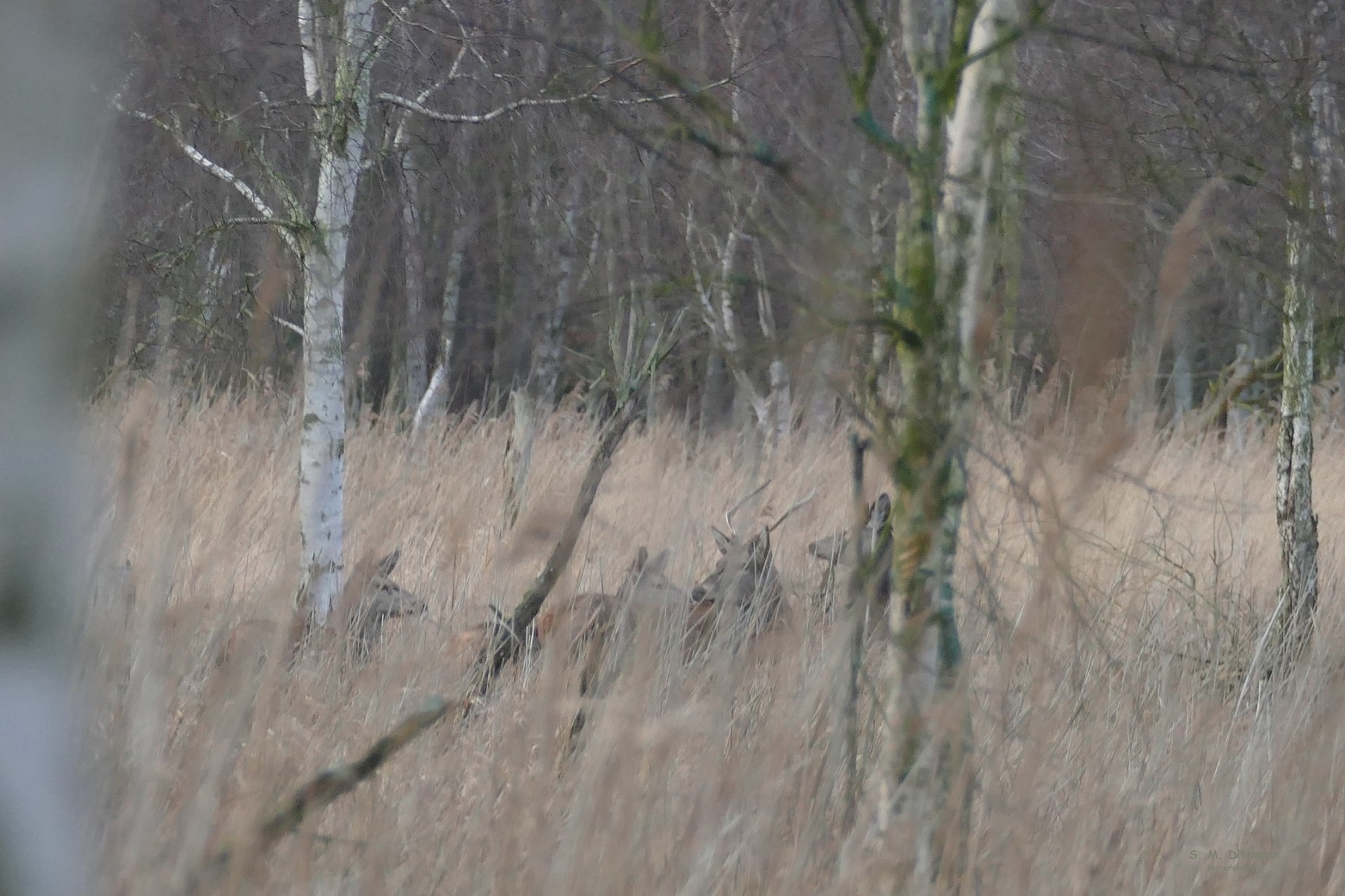 Versteckt im alten Gras