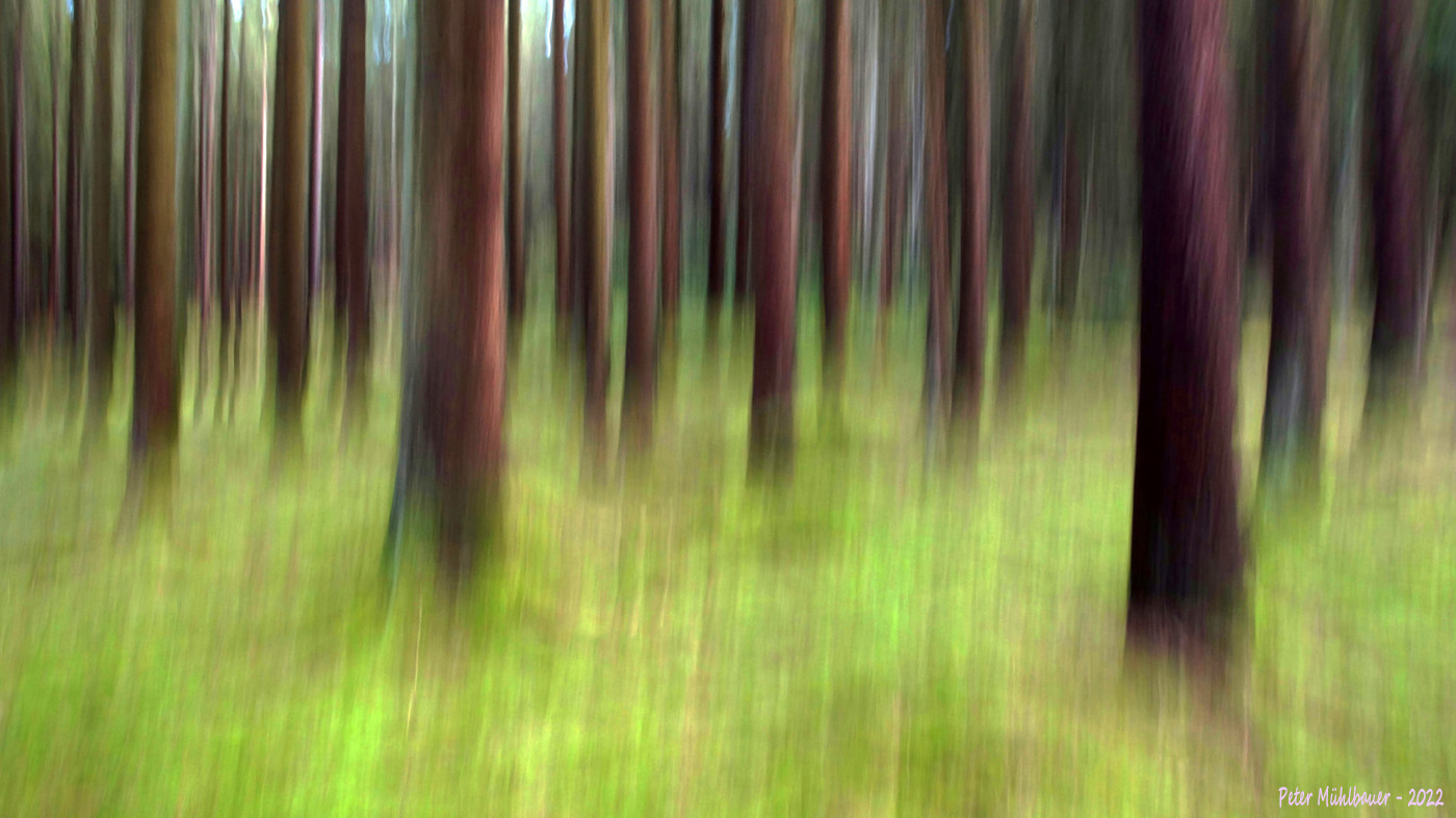 Grüner Waldwischer