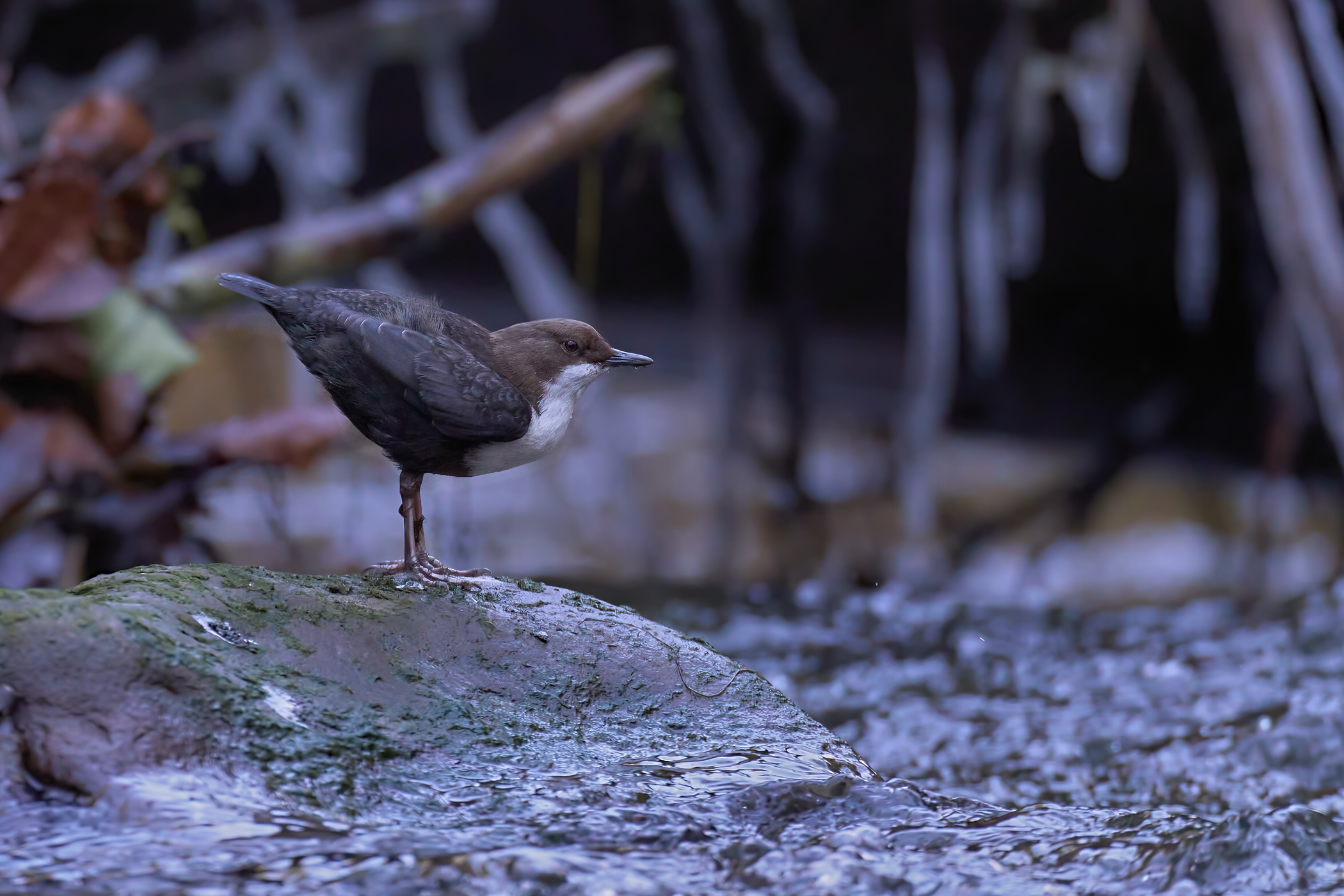Wasseramsel