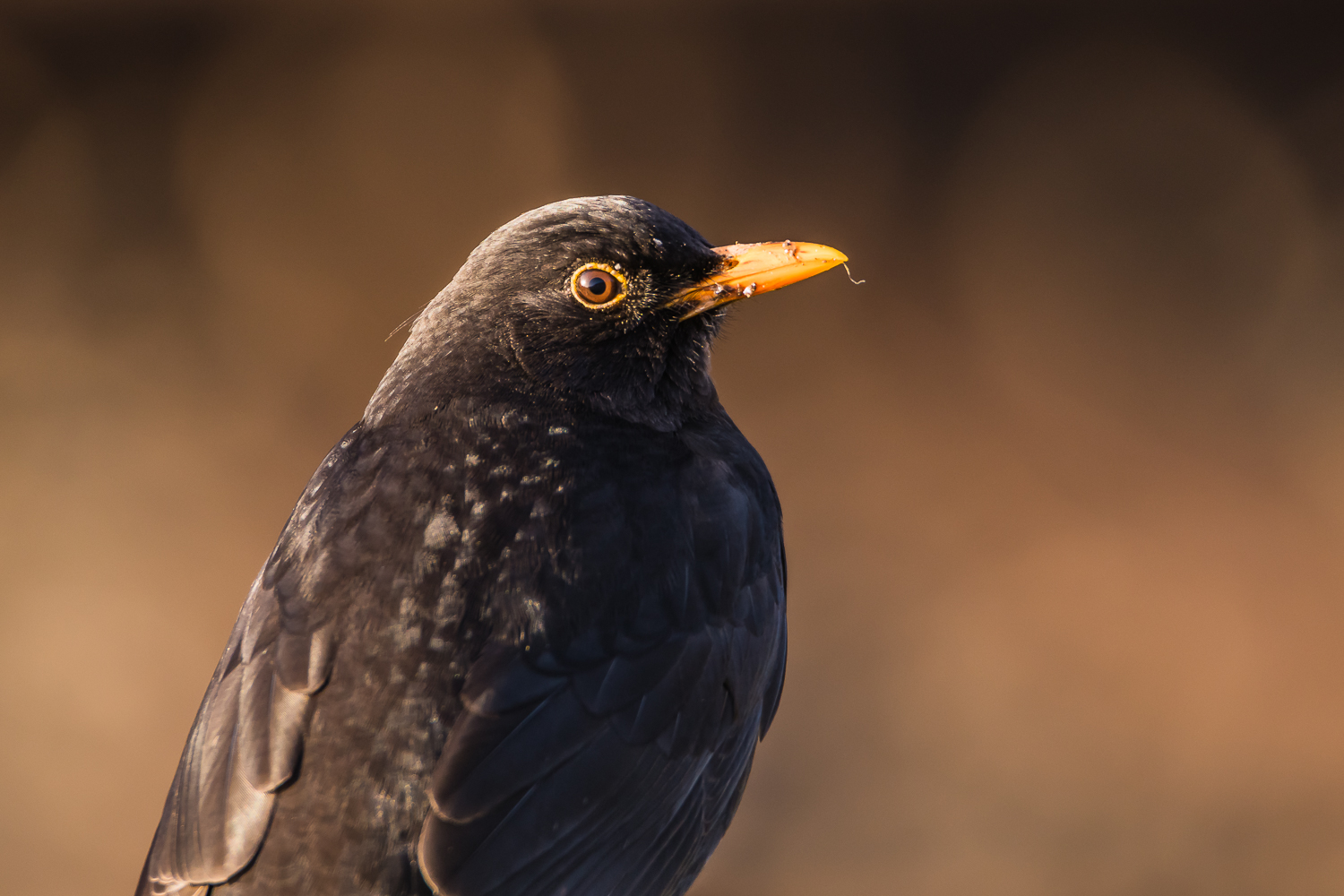 Amsel in der Morgensonne