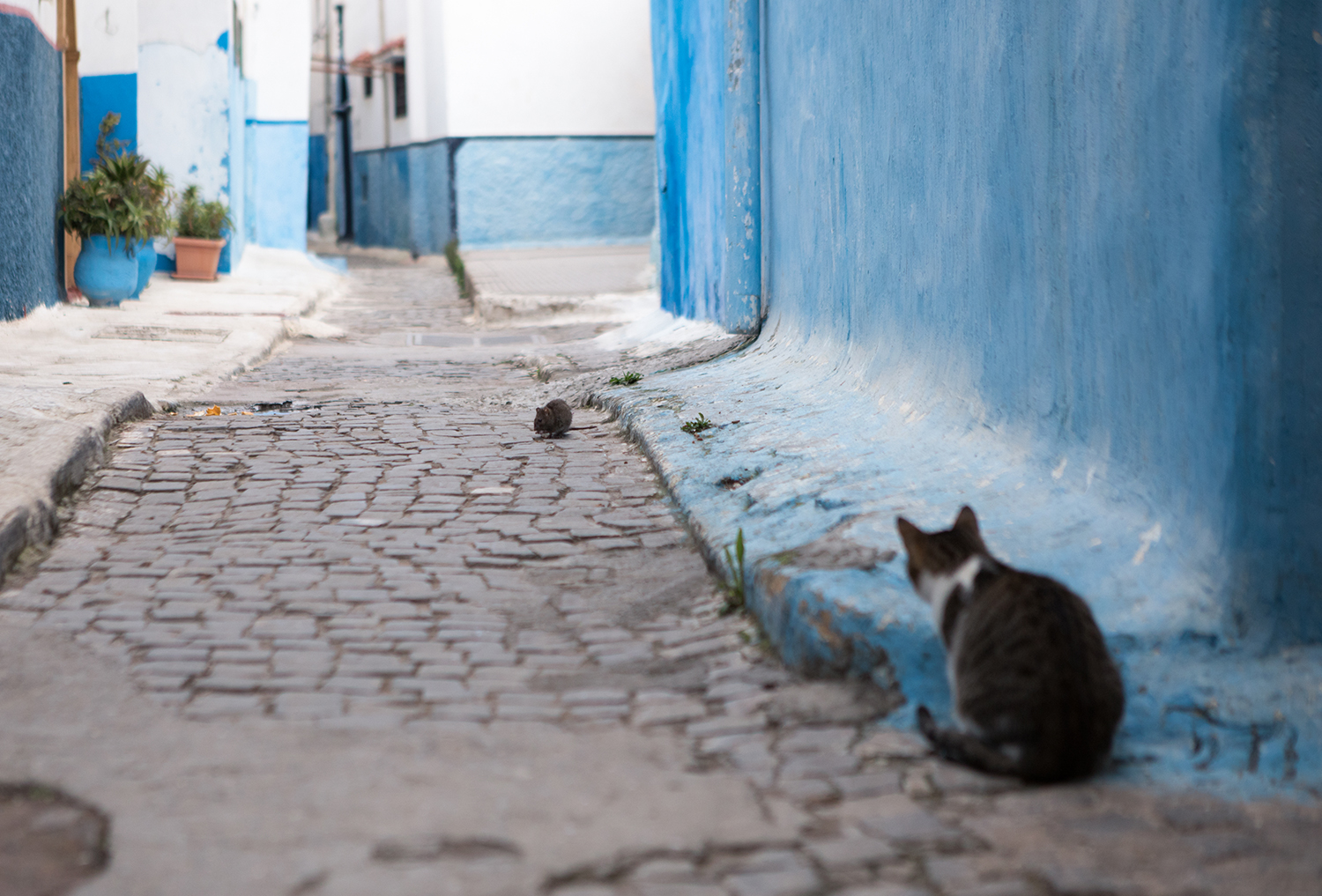 Katz und Maus