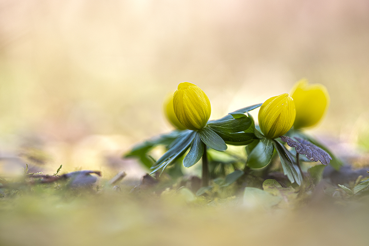 Winterlinge in der Wiese