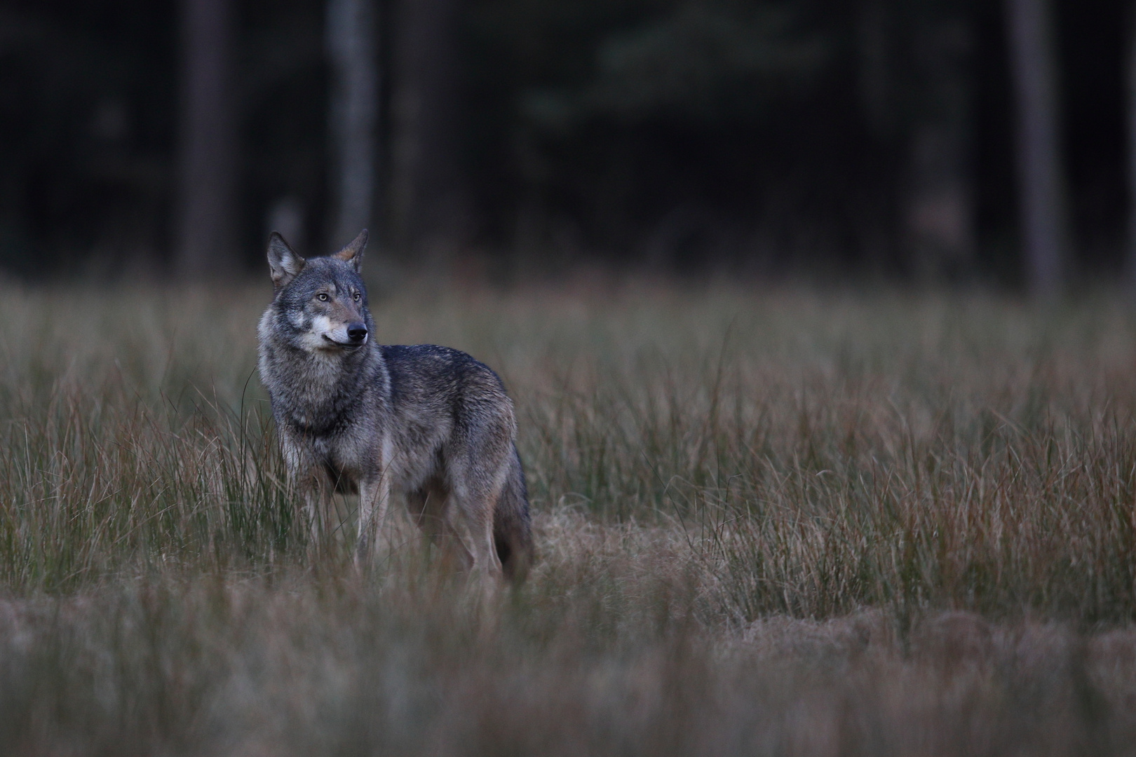 Wolf Valentinstag 2022