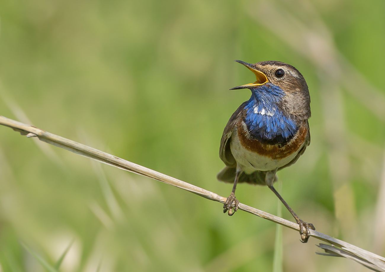 Blaukehlchen