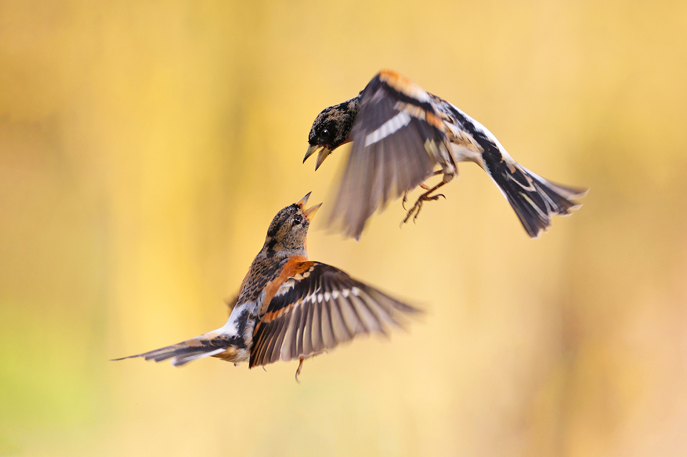 Bergfinken Fight