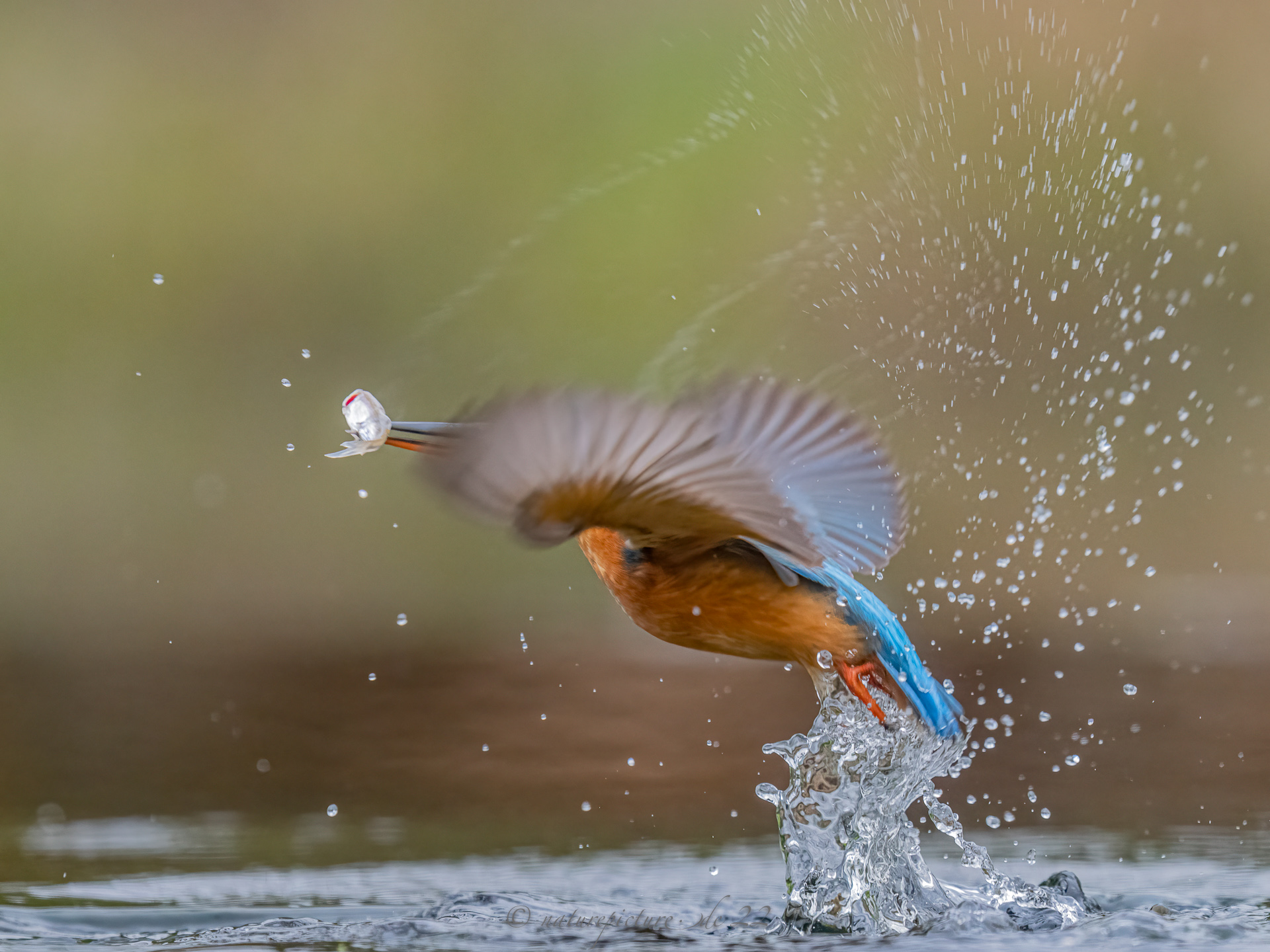 Splish Splash