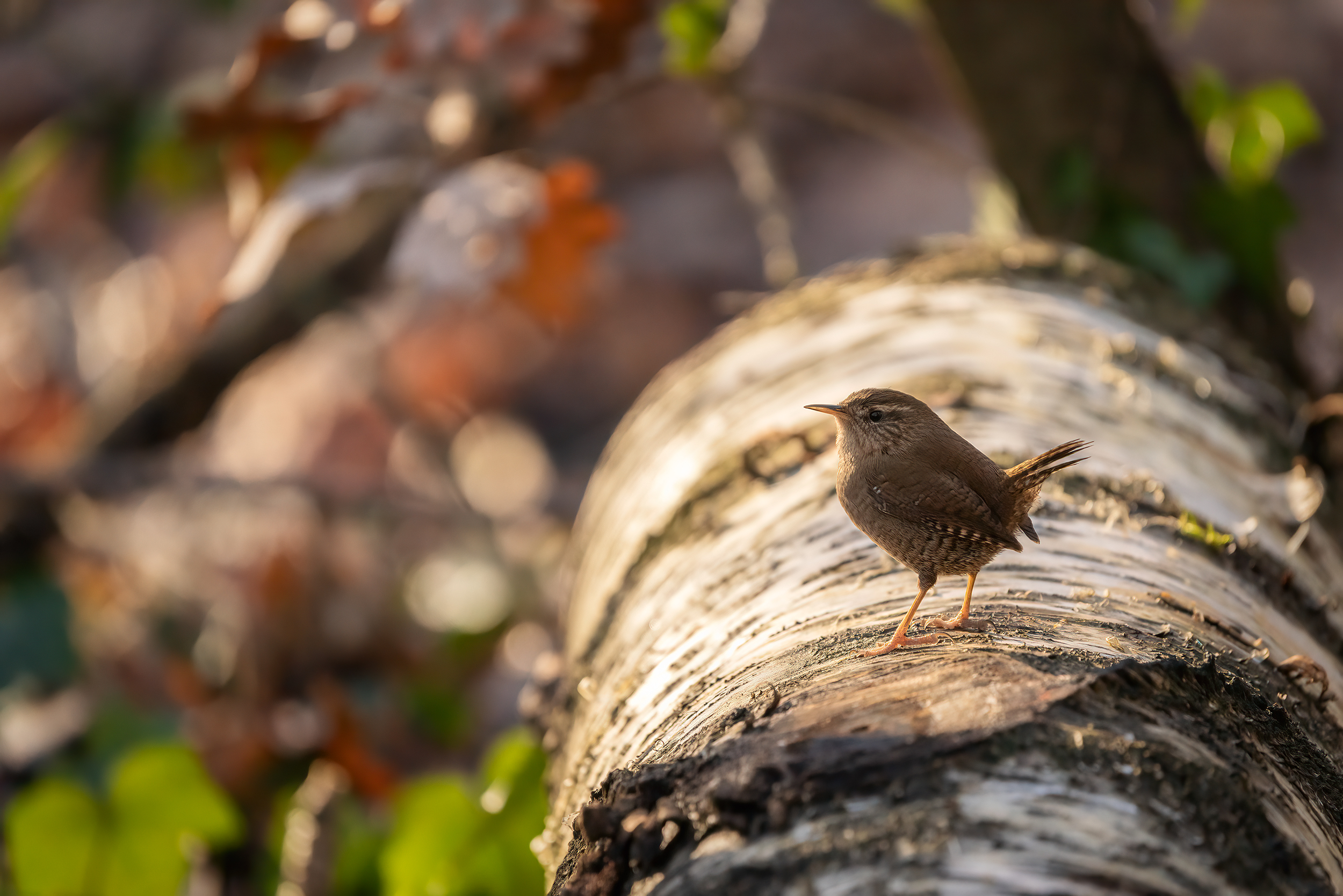 Neu hier im Naturfotografenrevier...