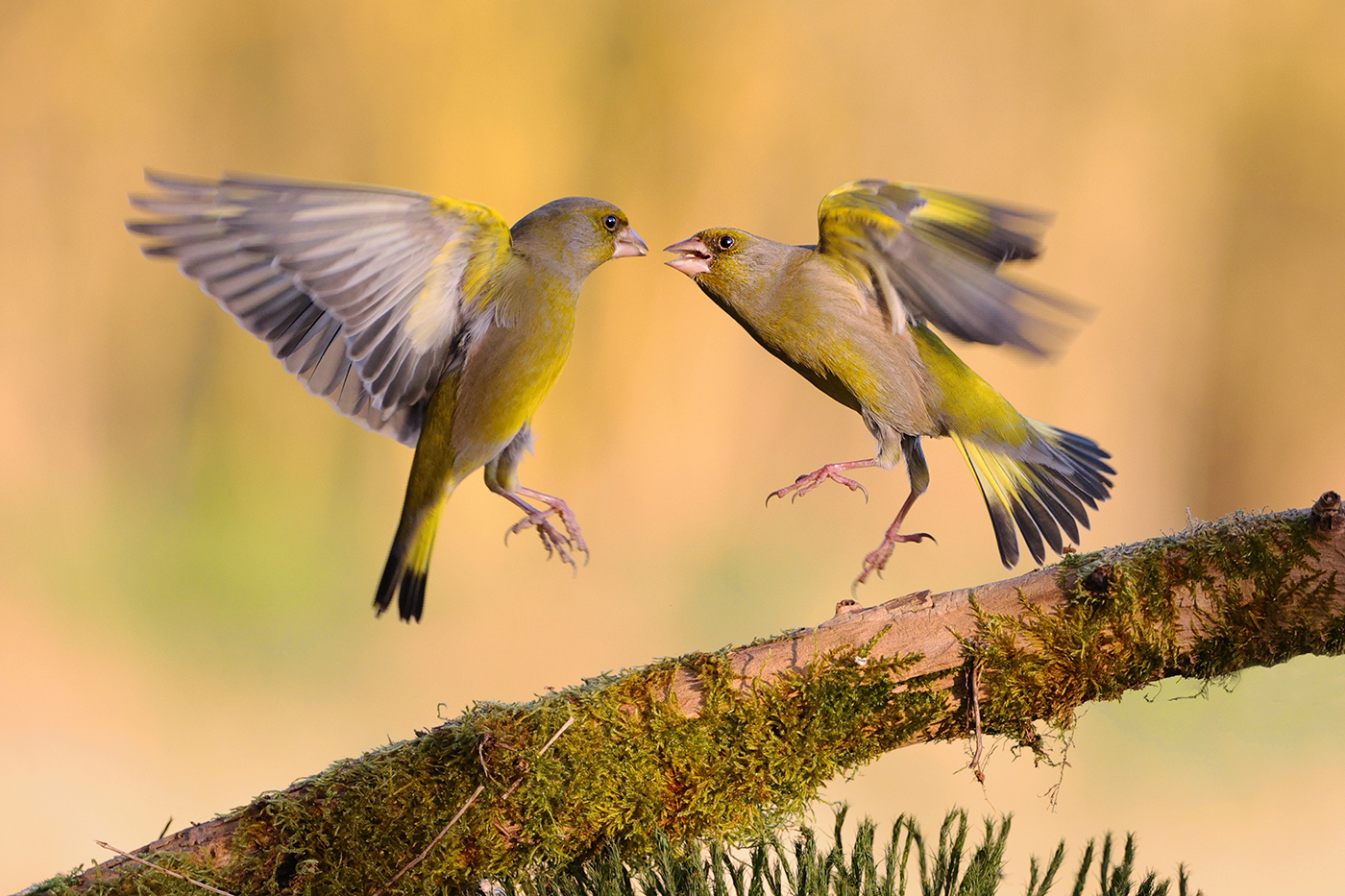 Grünfinken Fight