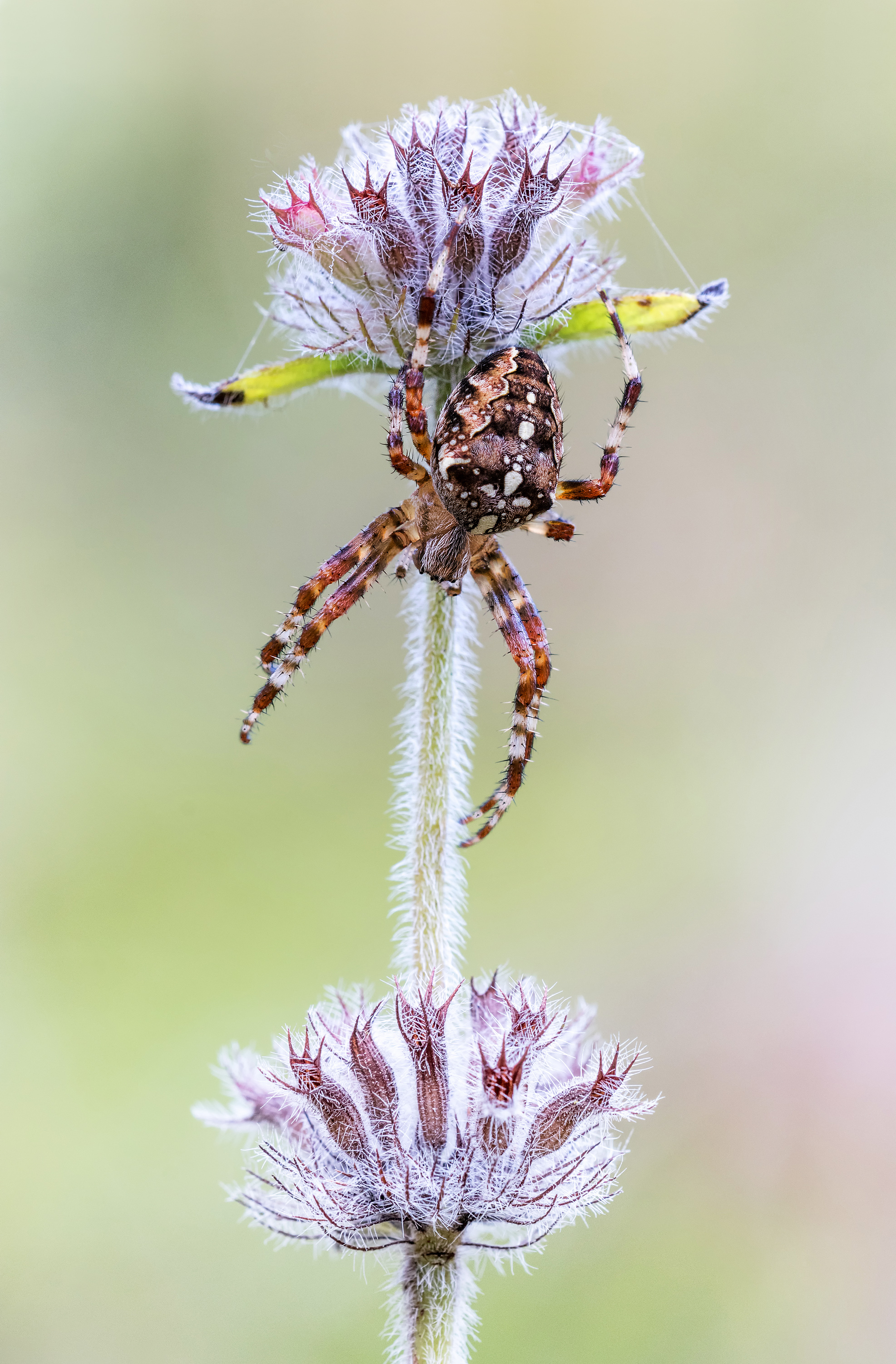 Waldkreuzspinne...