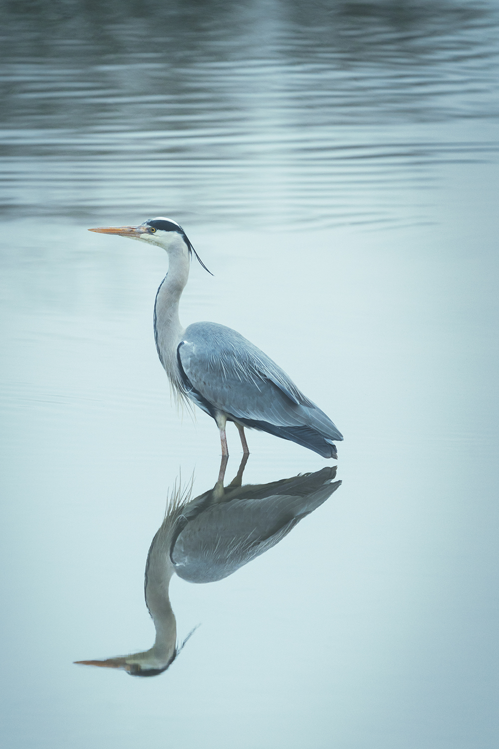 Spiegelung