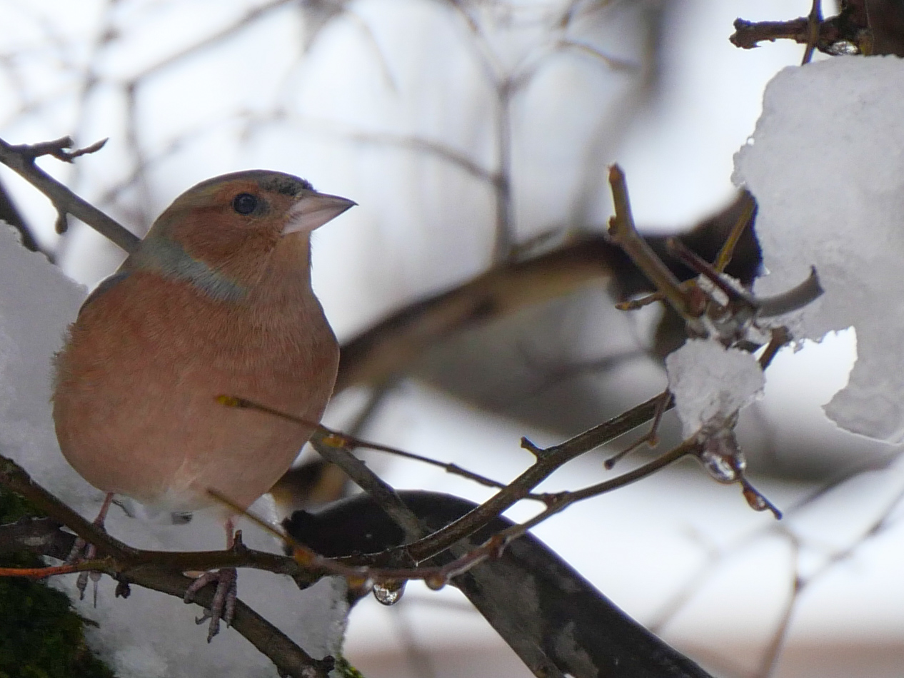 Buchfink in der Hecke