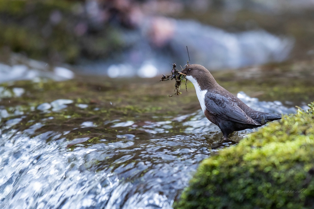 Wasseramsel