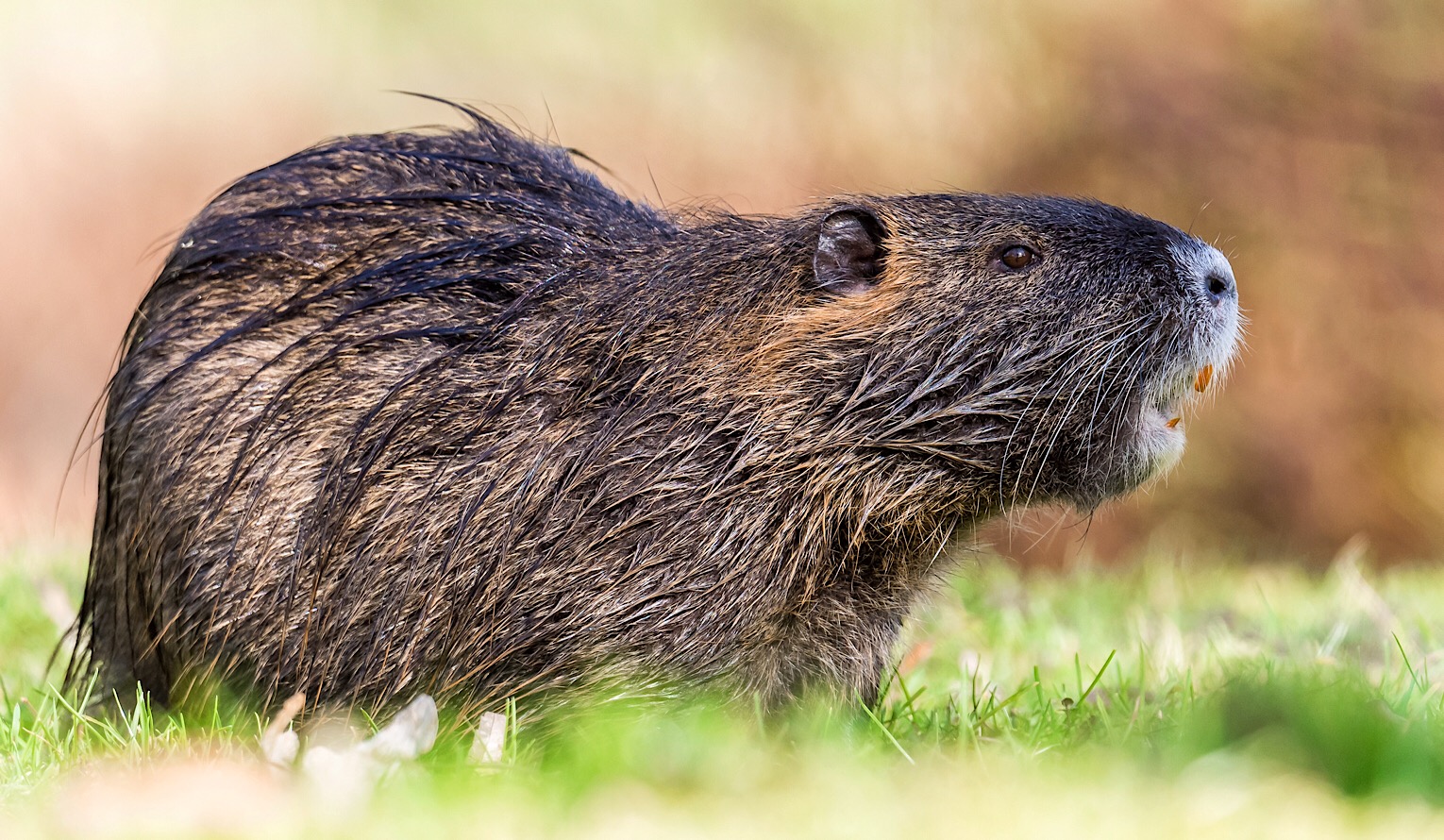 Nutria