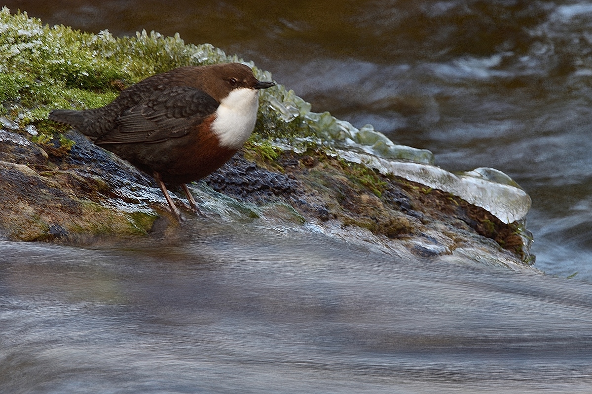 Wasseramsel...