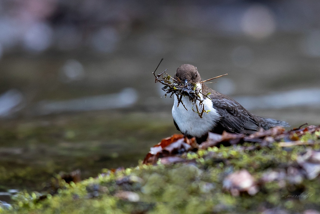 Wasseramsel