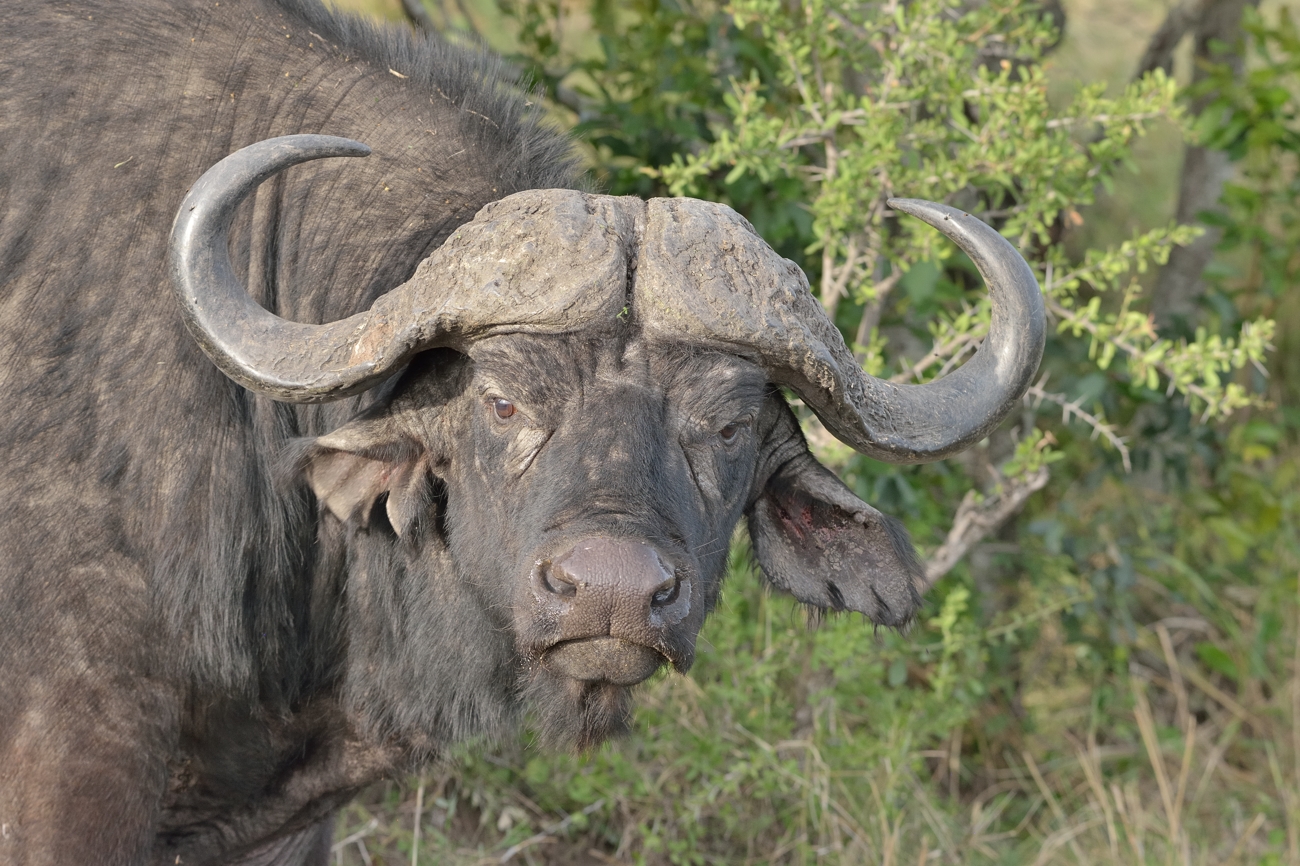 Afrikanischer Büffel