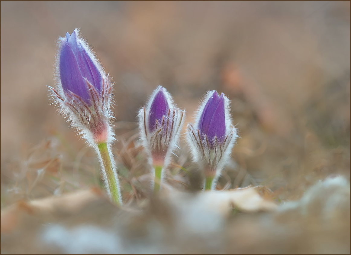 *Pulsatilla Vulgaris_2*