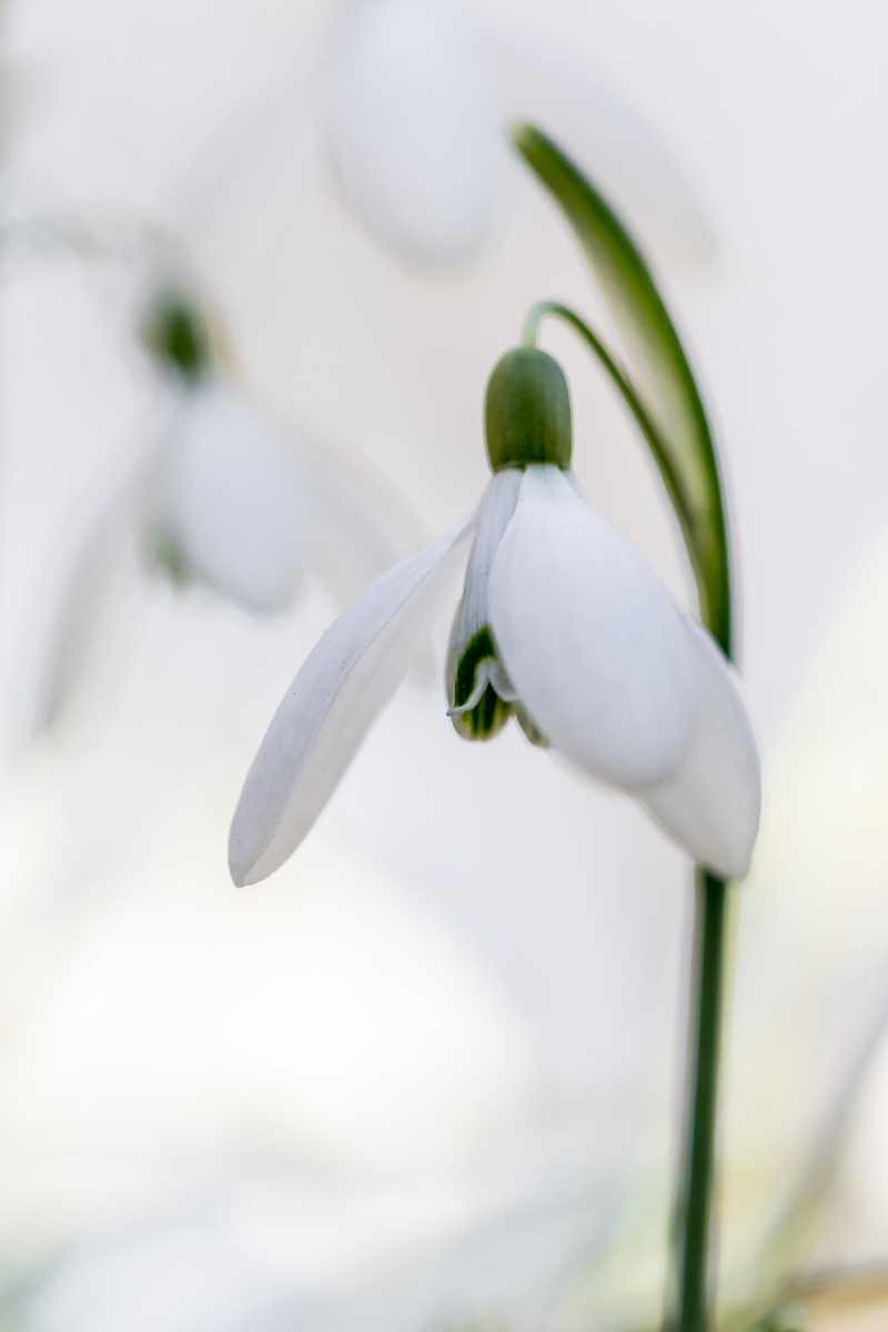 Schneeglöckchen im weißen Röckchen