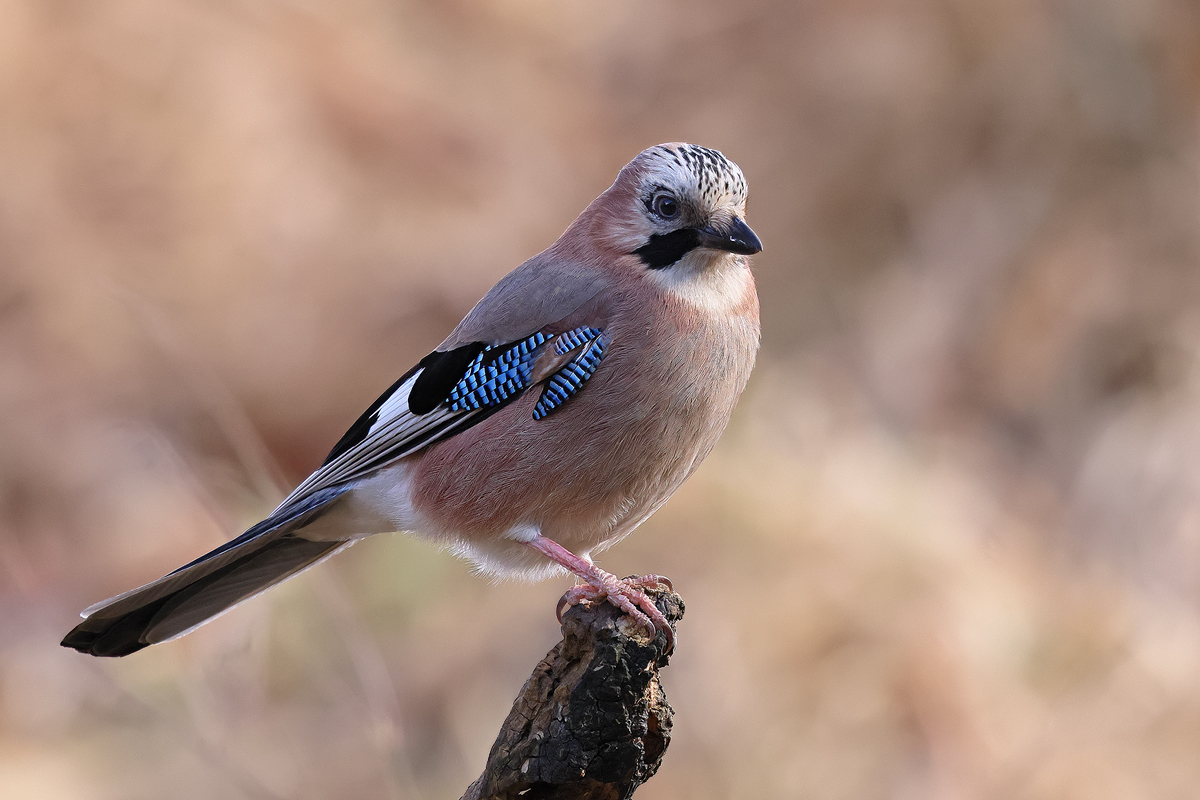 Der Wächter