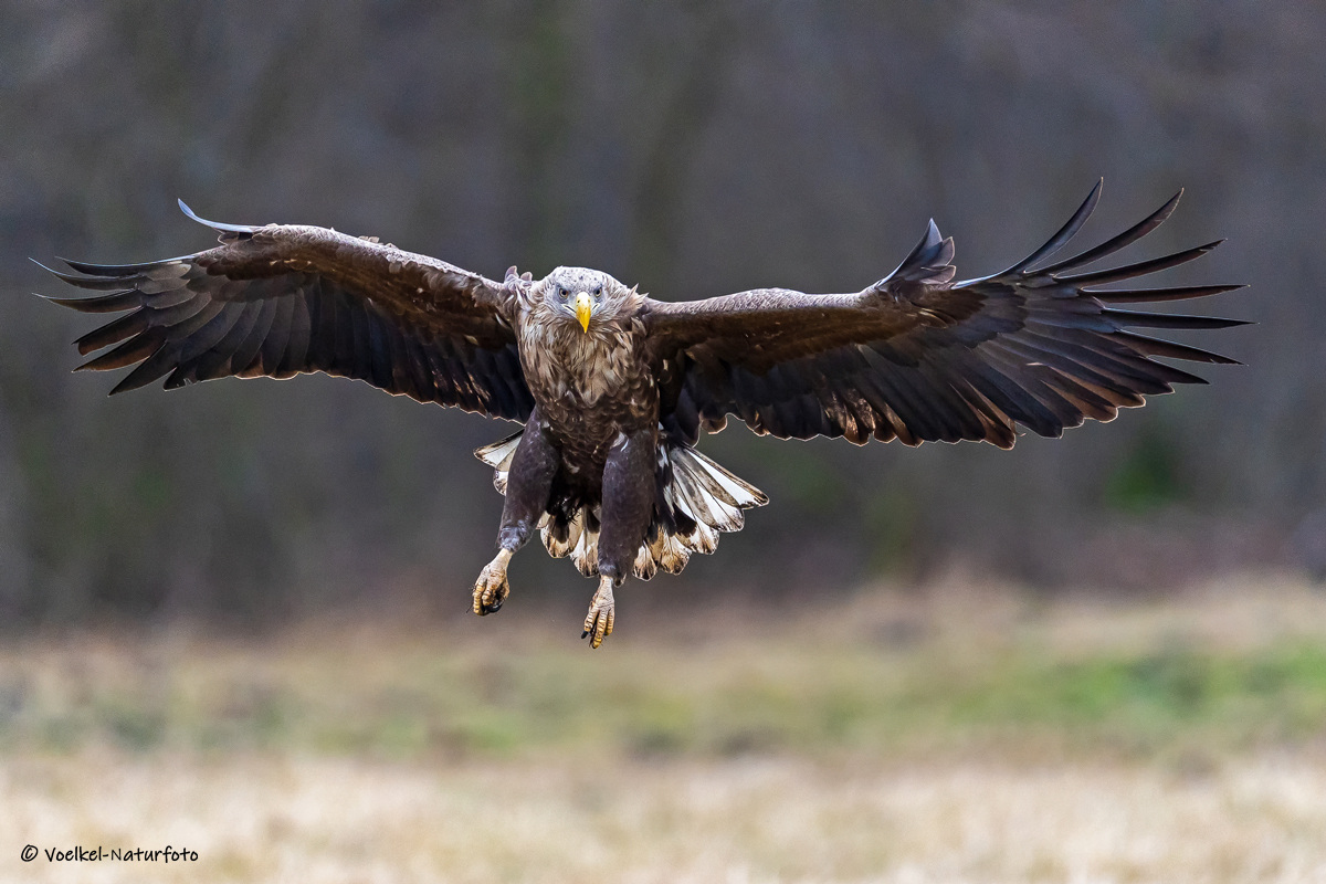 Seeadler im Anflug