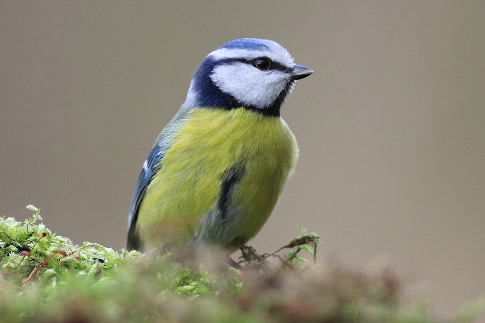 Blaumeise - Cyanistes caeruleus