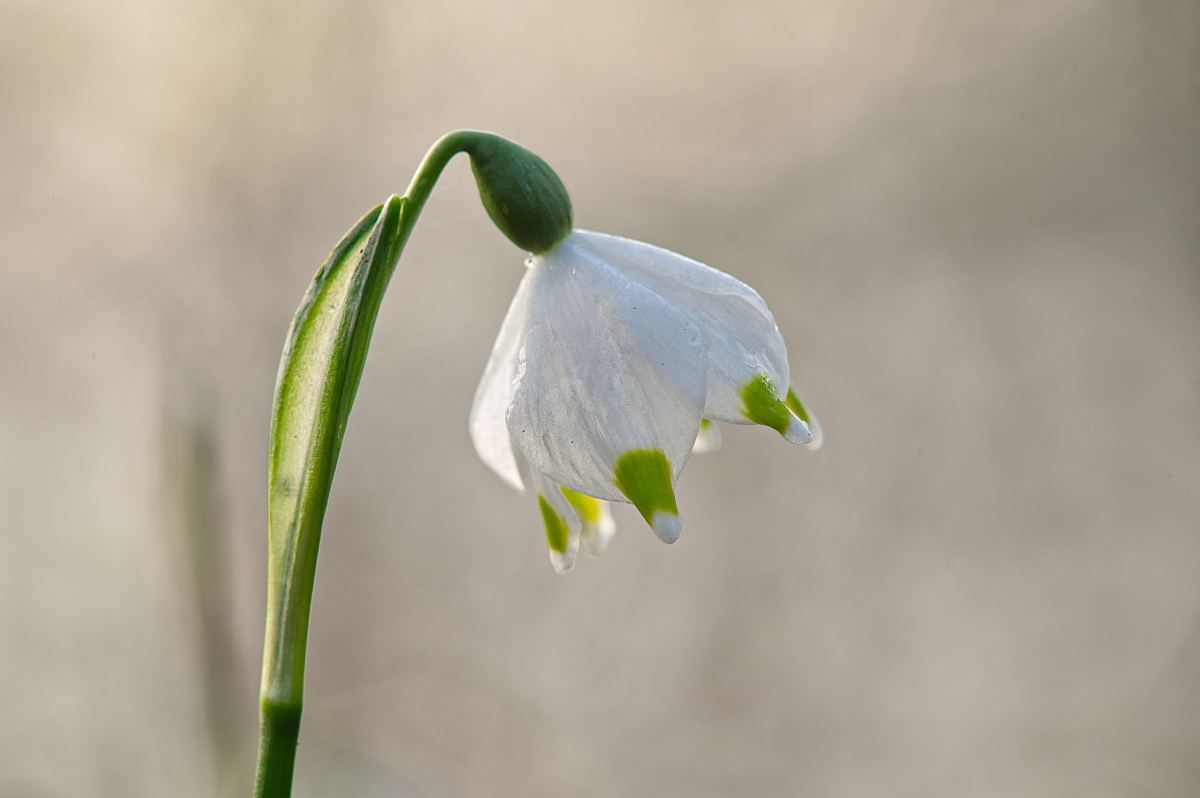 Frühlingsgefühl