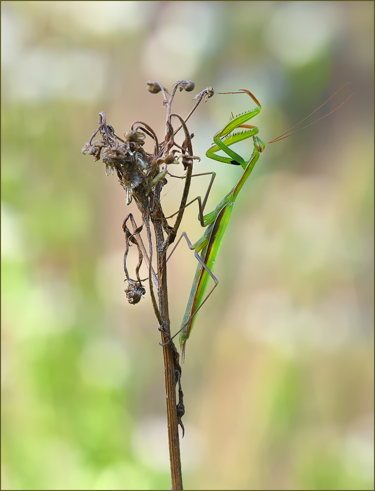 *Junge Mantis*