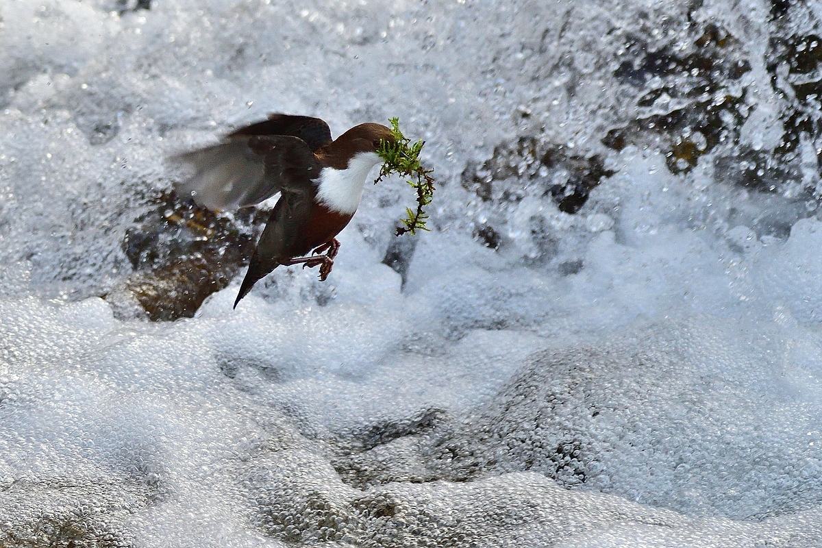 Wasseramsel....