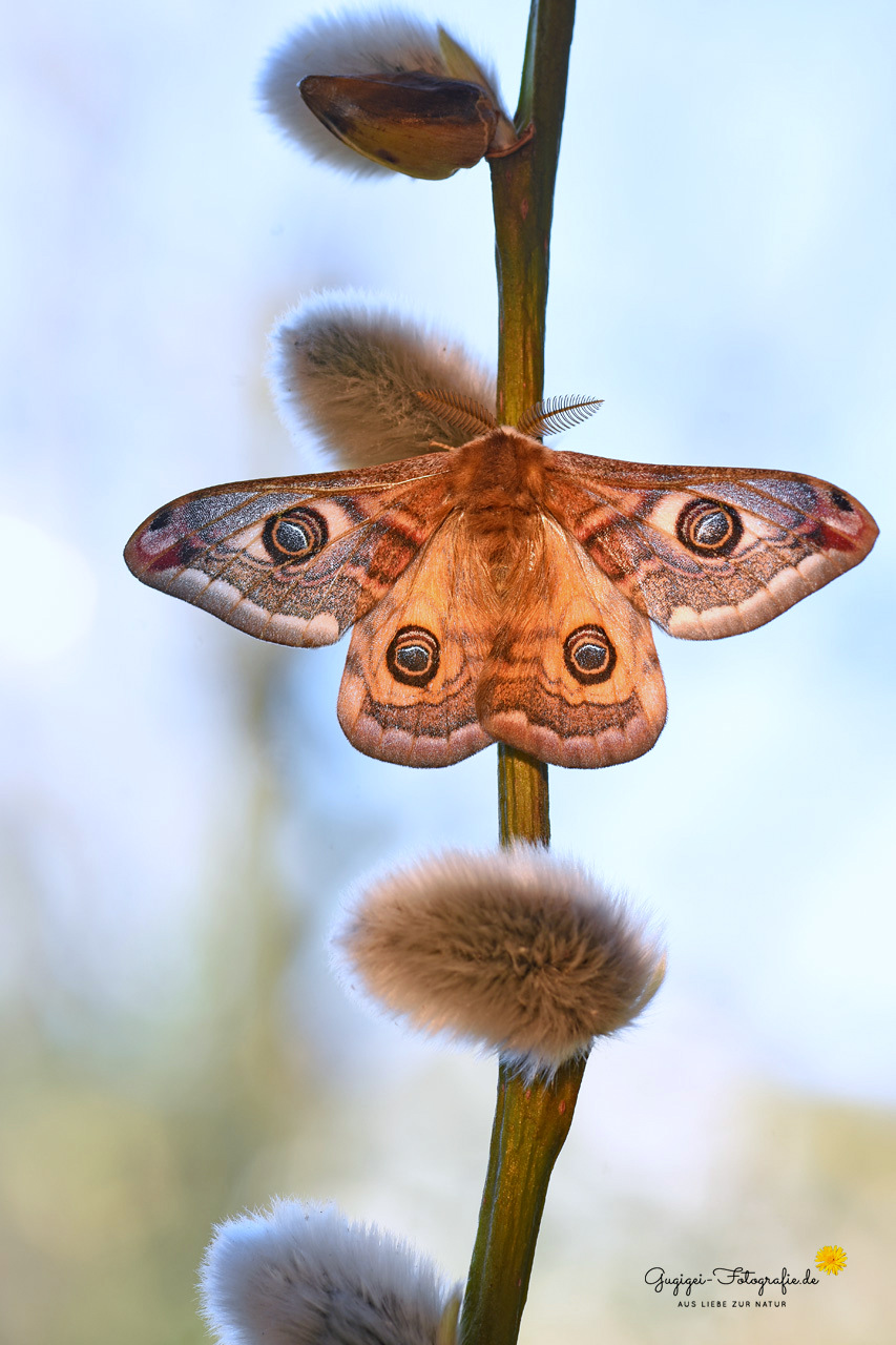 Wunderschön bilder