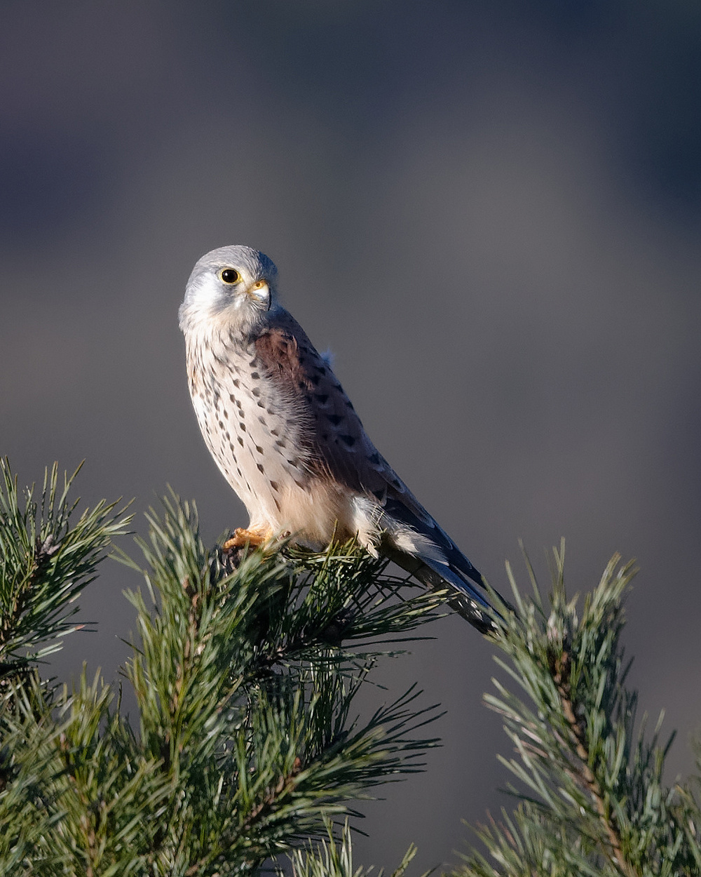 Turmfalke in der Morgensonne