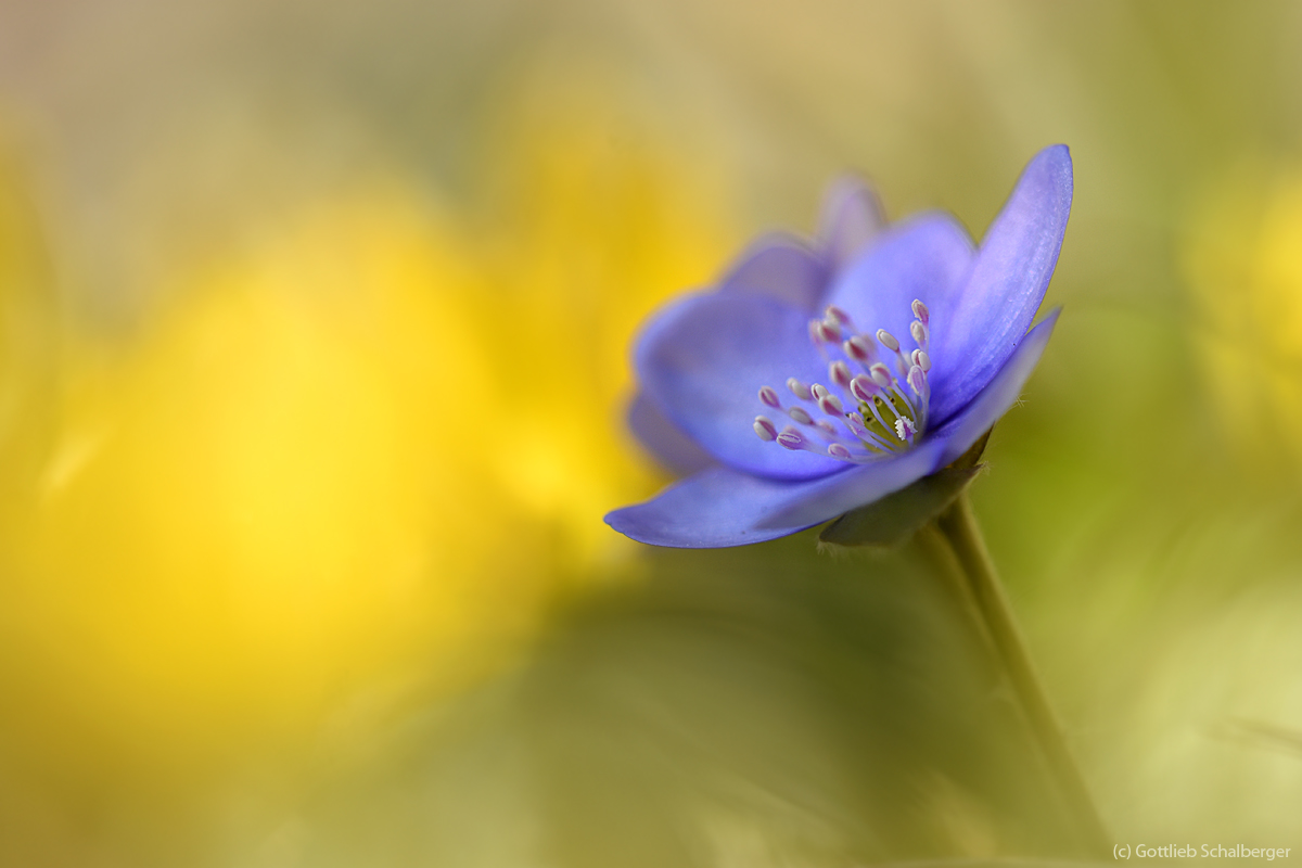 Blau-Gelb
