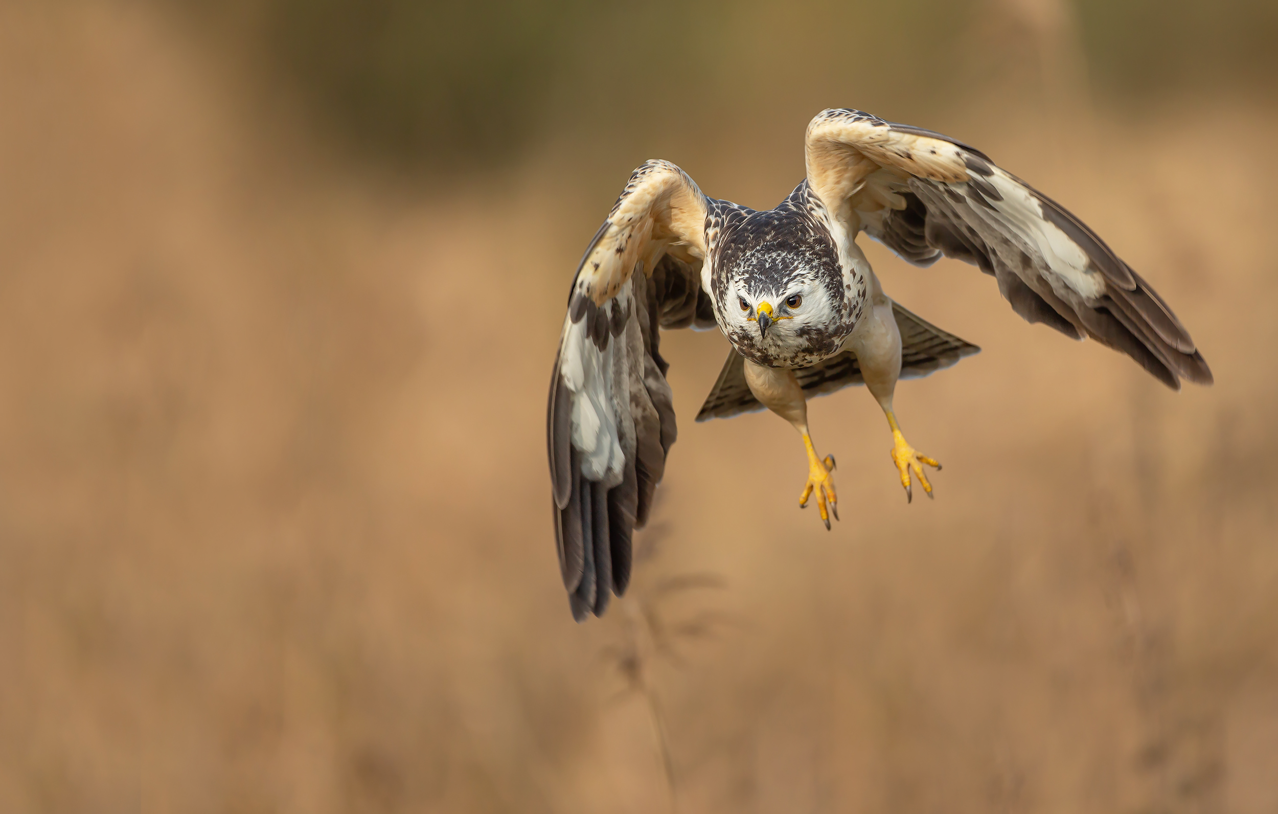 Mäusebussard
