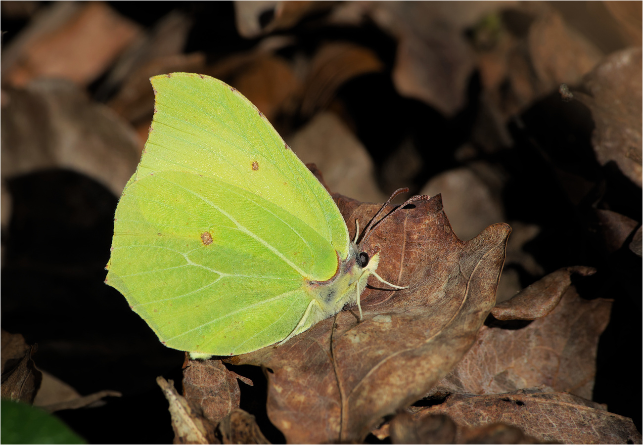 Zitronenfalter (Gonepteryx rhamni), männlich