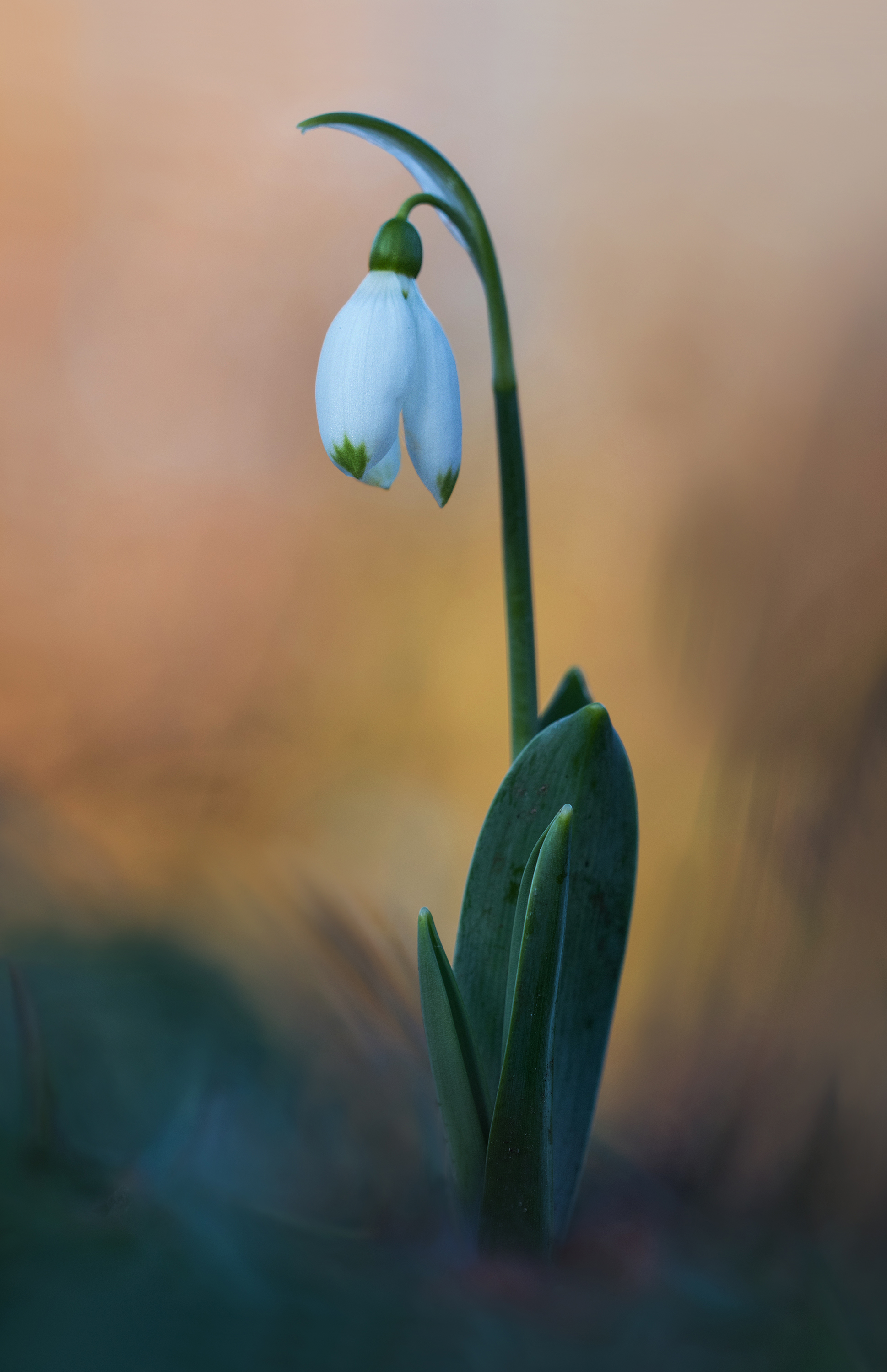 Frühling...