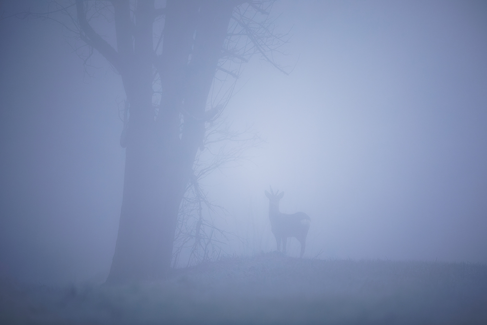 Morgenstimmung
