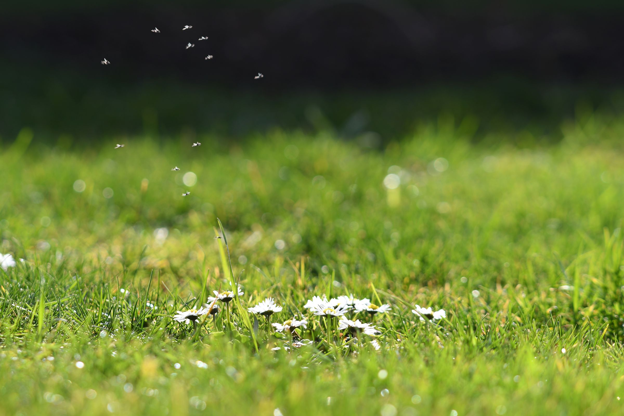 Ein Hauch von Frühling