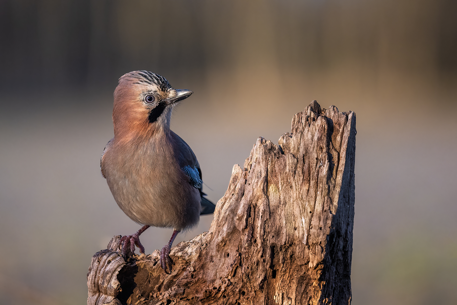 Der Waldwächter