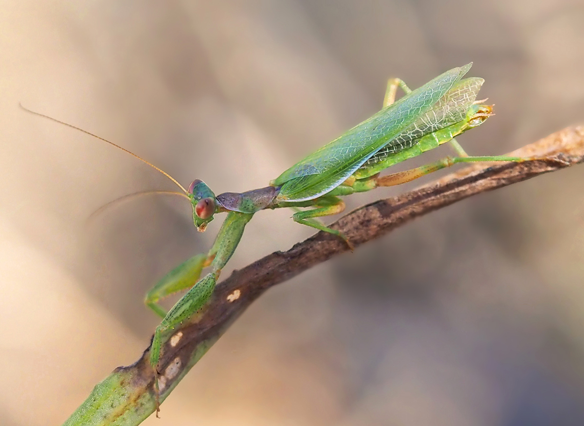 Männchen der Ameles spallanzania