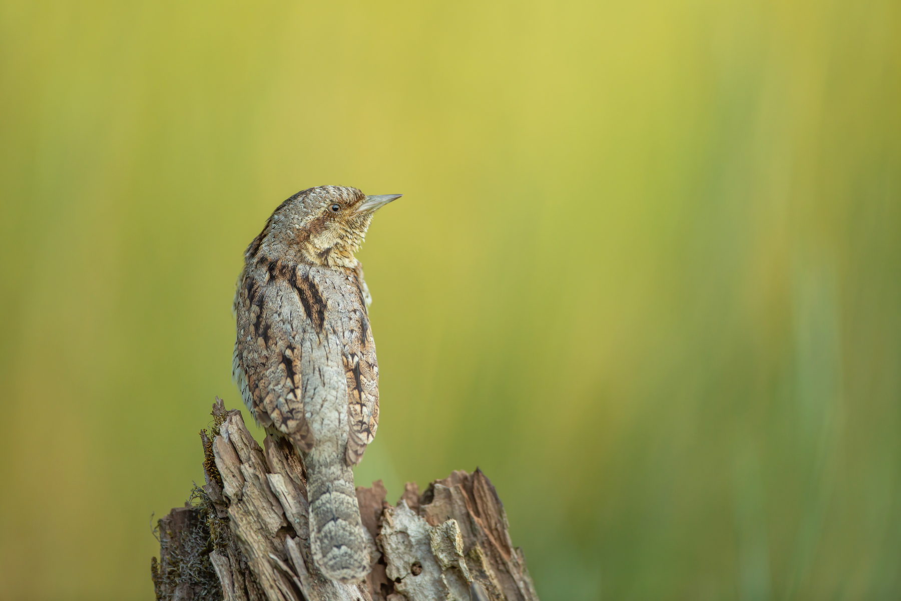 Wryneck