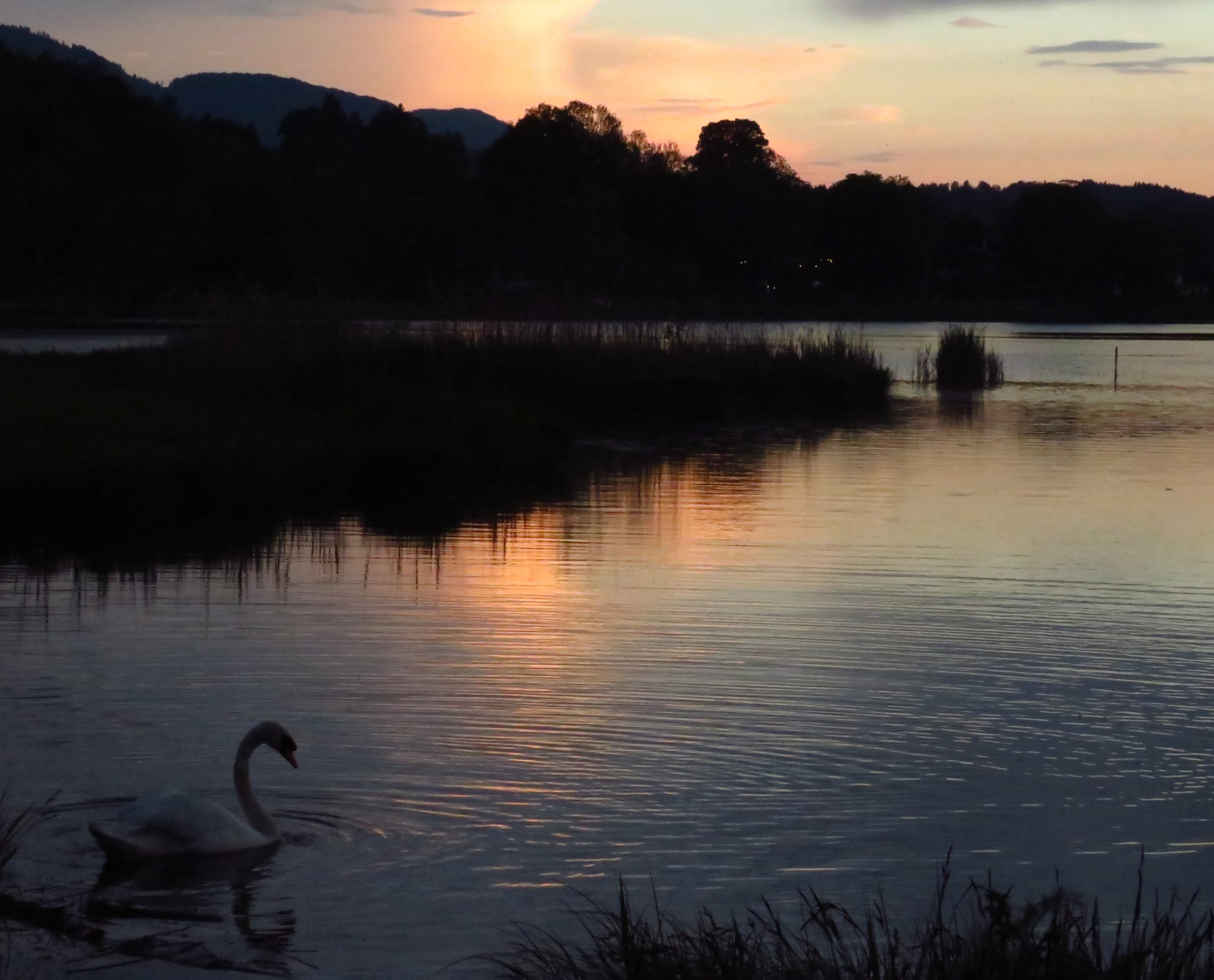Schwan schwimmt Dämmerung entgegen