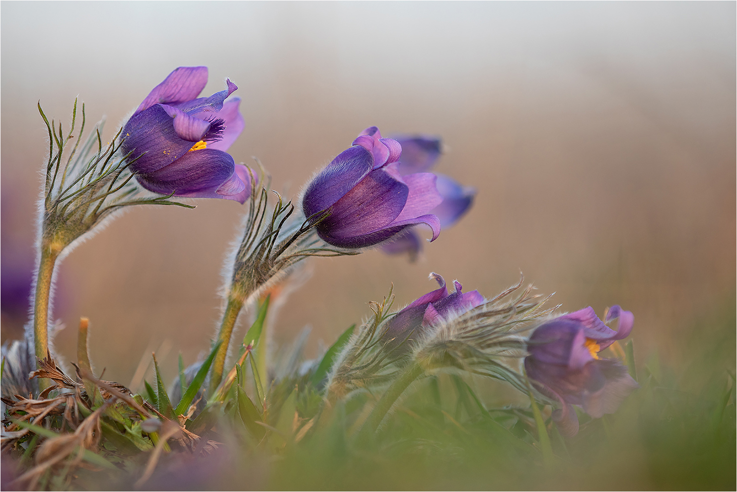 „Die Pulsatilla-Diagonale“