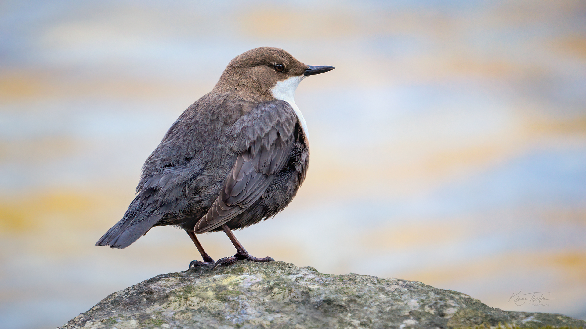 Wasseramsel