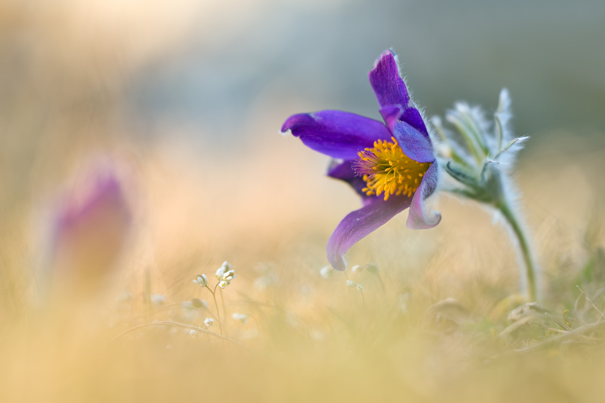 Pulsatilla