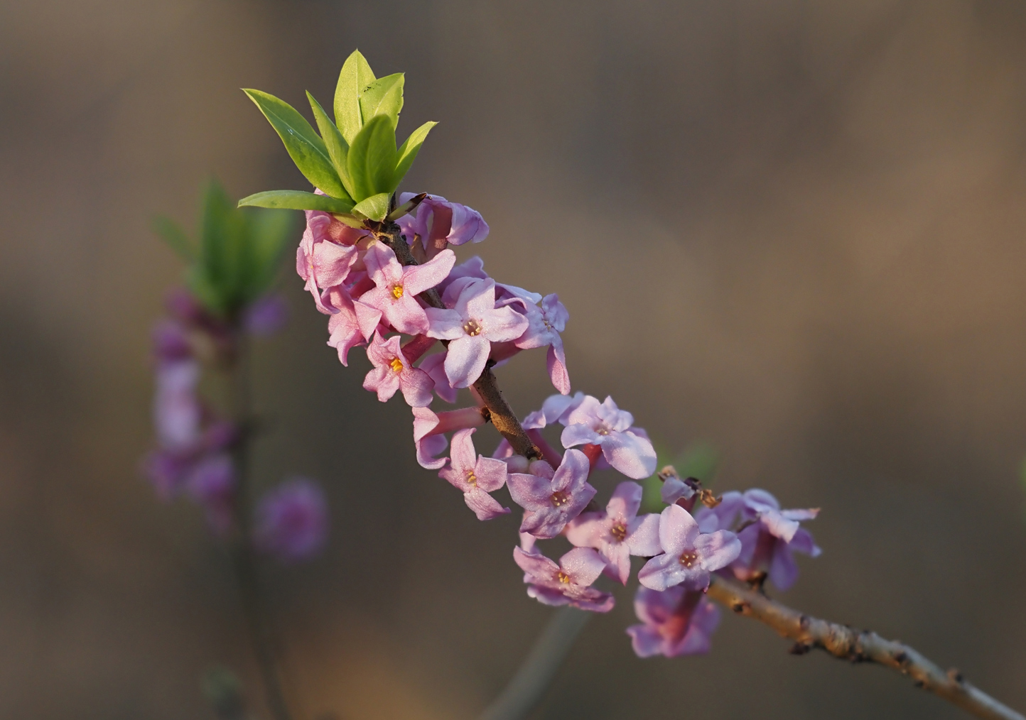Seidelbast (Daphne mezereum)