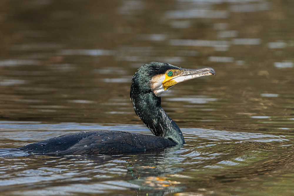 Kormoran