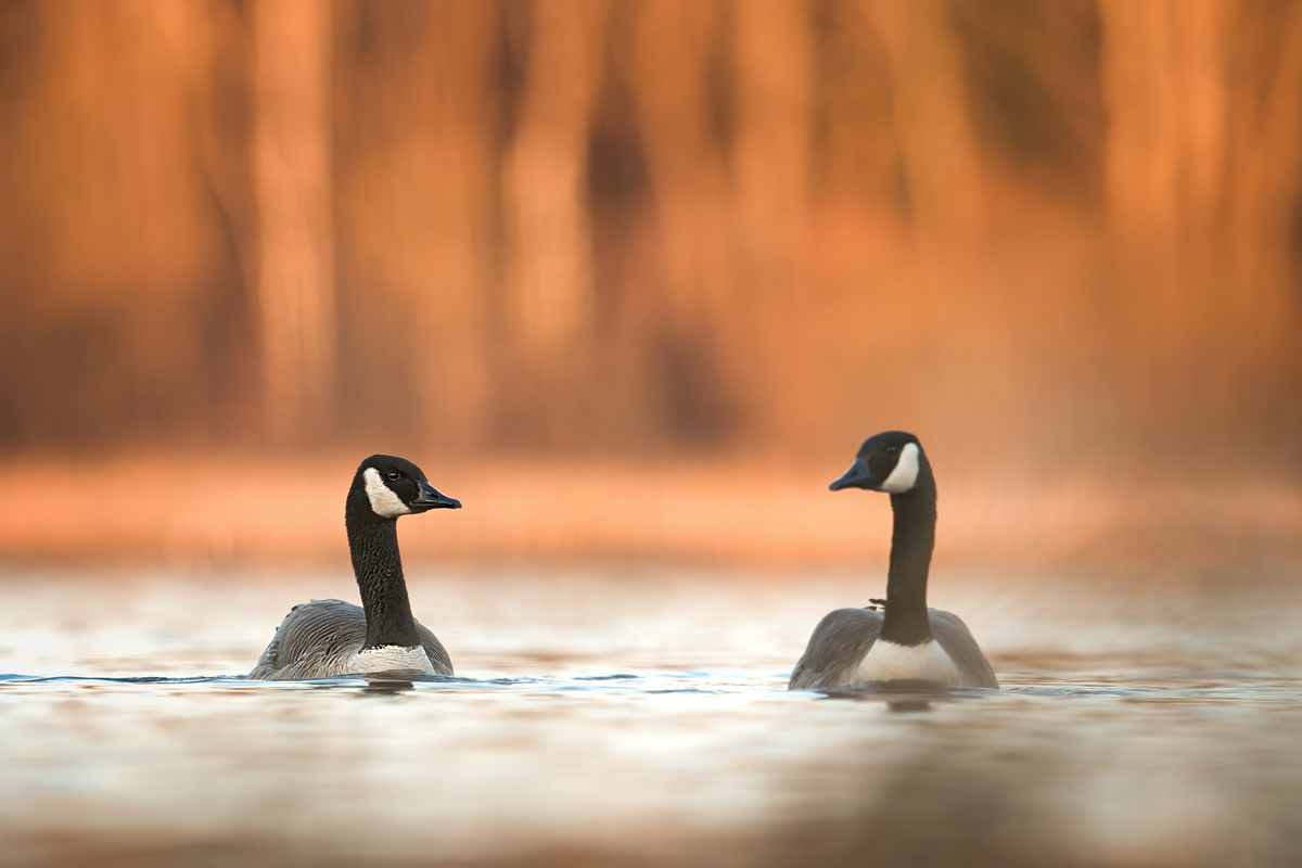 Kanadagänse am Ulmener Weiher